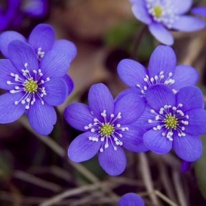 Hepatica nobilis, Liverleaf, Crystal Wort, Ivy Flower, Liver Balsam, Liver Moss, Blue Flowers, Winter Flowers, Early Spring Flowers