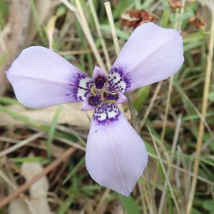 Herbertia lahue, Prairie Nymph, Herbertia, Celestial, Chilean Iris, Herbert's Iris, Lavender flowers, shade perennials