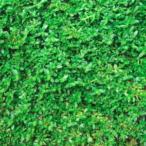 Herniaria glabra, Rupturewort, Smooth Rupturewort, Green Carpet, evergreen ground cover, evergreen groundcover, drought tolerant groundcover, ground covers,