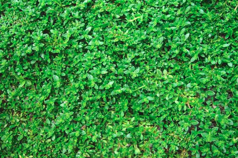 Herniaria glabra, Rupturewort, Smooth Rupturewort, Green Carpet, evergreen ground cover, evergreen groundcover, drought tolerant groundcover, ground covers,