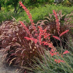 Hesperaloe parviflora, Redflower False Yucca, Red Yucca, evergreen Shrub, Evergreen Perennial, Red Flowers, Hardy Succulents