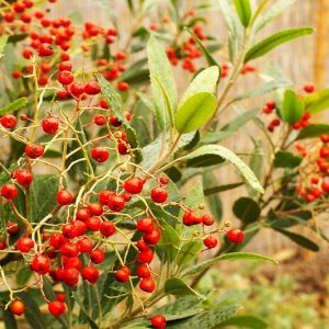 Heteromeles arbutifolia, Toyon, California Christmasberry, Christmasberry, California Holly, Hollywood
