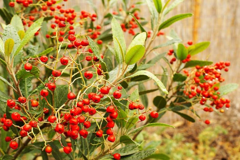 Heteromeles arbutifolia, Toyon, California Christmasberry, Christmasberry, California Holly, Hollywood