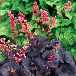 Heuchera Bella Notte,  Coral Bells 'Bella Notte', Alum Root 'Bella Notte', Shade plants, Evergreen plants, Foliage plant, Black Foliage, Black Heuchera