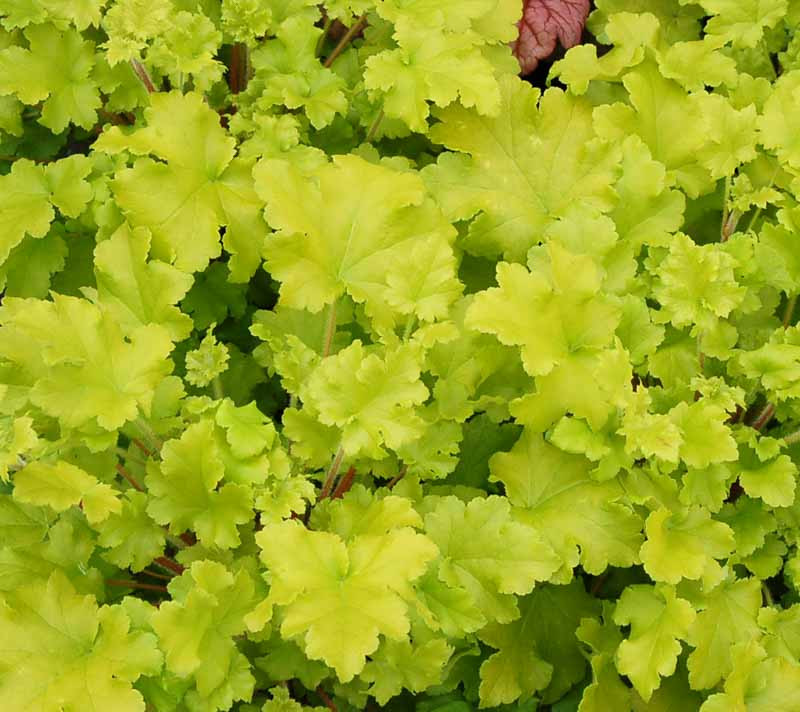 Heuchera 'Lime Marmalade' (Coral Bells)