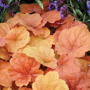 Heuchera 'Southern Comfort', Coral Bells 'Southern Comfort', Alum Root 'Southern Comfort', Coral Flower 'Southern Comfort', Shade plants, Evergreen plants, Orange Heuchera, Caramel Heuchera