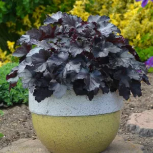 Heuchera 'Black Pearl', Coral Bells 'Black Pearl', Alum Root 'Black Pearl, Coral Flower 'Black Pearl', Shade plants, Evergreen plants, Evergreen Heuchera, Evergreen Coral Bells, Evergreen Alum Root