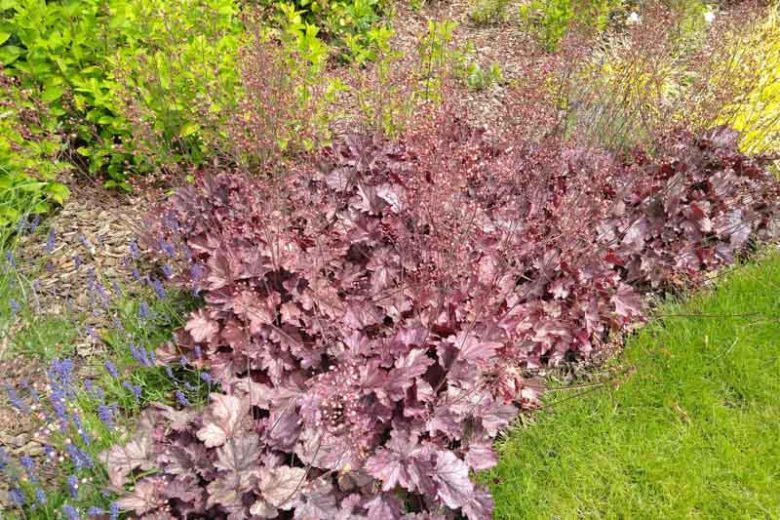 Heuchera micrantha, Crevice Alumroot, Common Alumroot, Shade plants, Evergreen plants, Foliage plant, Blue foliage, Purple Foliage