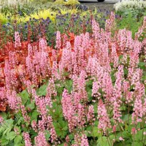 Heucherella 'Dayglow Pink', Foamy Bells 'Dayglow Pink', Shade plants, Evergreen perennials, Green Heucherella, Green Foamy Bells, Pink Flowers
