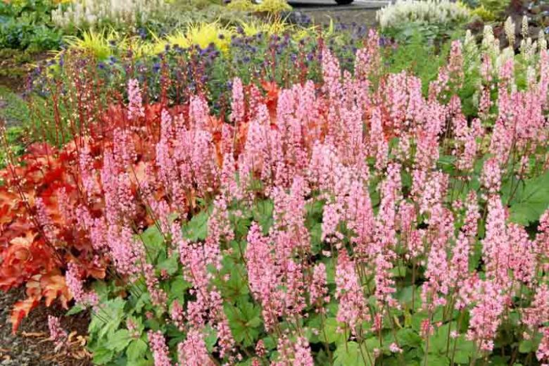 Heucherella 'Dayglow Pink', Foamy Bells 'Dayglow Pink', Shade plants, Evergreen perennials, Green Heucherella, Green Foamy Bells, Pink Flowers