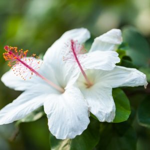 Hibiscus arnottianus, Hawaiian White Hibiscus, Native White Rose Mallow, Pamakani, Koki'o Ke'oke'o, Hau Hele, Koki'o Kea, O'ahu White Hibiscus, Hibiscus immaculatus, Hibiscus punaluuensis
