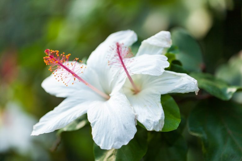 Hibiscus arnottianus, Hawaiian White Hibiscus, Native White Rose Mallow, Pamakani, Koki'o Ke'oke'o, Hau Hele, Koki'o Kea, O'ahu White Hibiscus, Hibiscus immaculatus, Hibiscus punaluuensis
