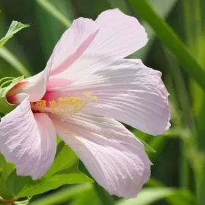 Hibiscus grandiflorus, Swamp Rose-Mallow, Pink Swamp Hibiscus, Large-flowered Hibiscus, Velvet Hardy Mallow
