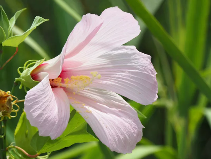 Hibiscus grandiflorus, Swamp Rose-Mallow, Pink Swamp Hibiscus, Large-flowered Hibiscus, Velvet Hardy Mallow