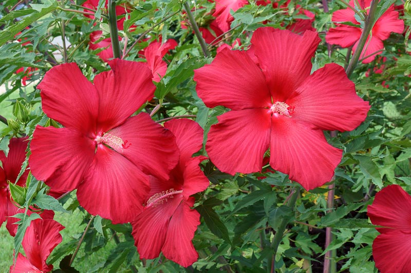 Hibiscus 'Lord Baltimore' (Rose Mallow): All You Need To Know