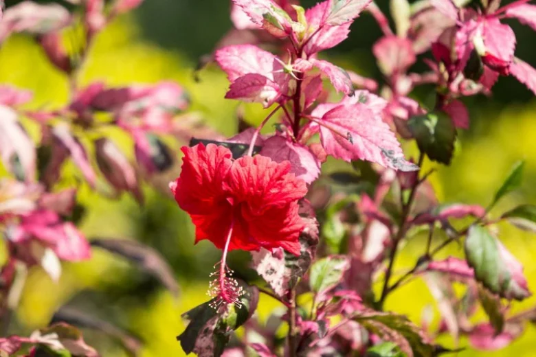 Hibiscus rosa-sinensis Cooperi, Cooperi Hibiscus, Tropical Hibiscus 'Cooperi', Chinese Hibiscus 'Cooperi', Rose Mallow 'Cooperi', Variegated Hibiscus, Flowering Shrub, Red flowers, Red Hibiscus