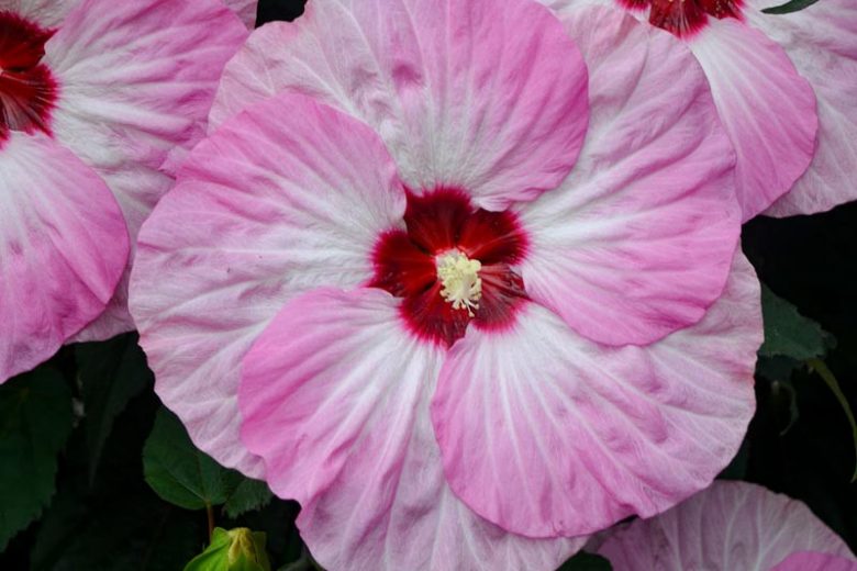 Hibiscus 'Spinderella', Rose Mallow 'Spinderella', Shrub Althea 'Spinderella', Summerific Collection, Flowering Shrub, Pink flowers, Pink Hibiscus