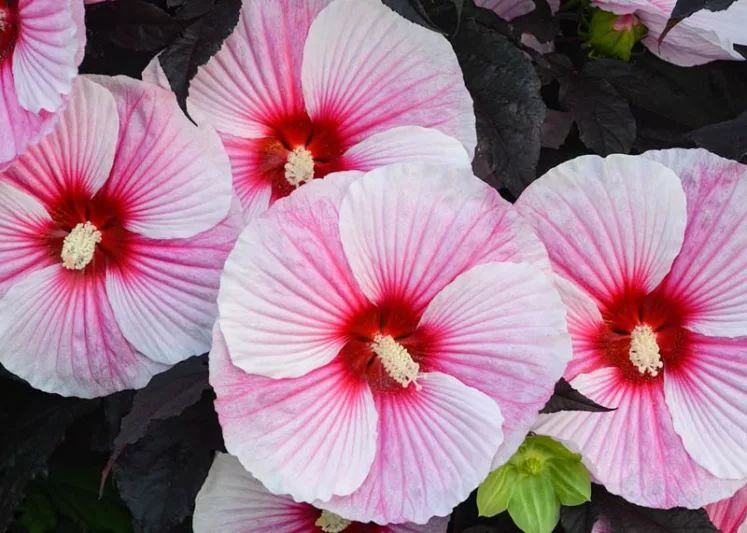 Hibiscus 'Starry Starry Night', Rose Mallow 'Starry Starry Night', Shrub Althea 'Starry Starry Night', Flowering Shrub, Pink flowers, Pink Hibiscus