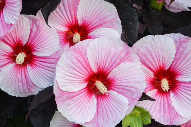 Hibiscus 'Starry Starry Night', Rose Mallow 'Starry Starry Night', Shrub Althea 'Starry Starry Night', Flowering Shrub, Pink flowers, Pink Hibiscus