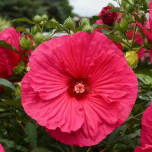 Hibiscus 'Summer in Paradise', Rose Mallow 'Summer in Paradise', Shrub Althea 'Summer in Paradise', Flowering Shrub, Red flowers, Red Hibiscus