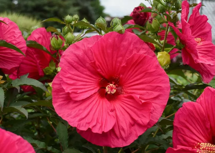 Hibiscus 'Summer in Paradise', Rose Mallow 'Summer in Paradise', Shrub Althea 'Summer in Paradise', Flowering Shrub, Red flowers, Red Hibiscus