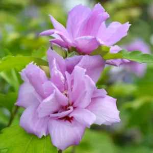Hibiscus syriacus 'Ardens', Rose of Sharon 'Ardens', Shrub Althea 'Ardens', Flowering Shrub, Lavender flowers, Lavender Hibiscus