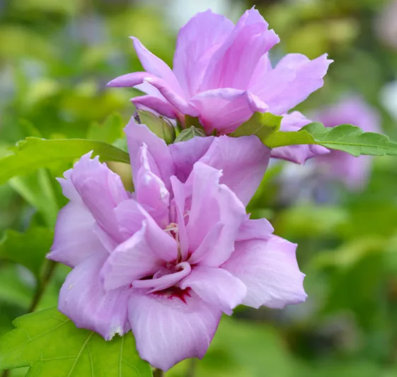 Hibiscus syriacus 'Ardens', Rose of Sharon 'Ardens', Shrub Althea 'Ardens', Flowering Shrub, Lavender flowers, Lavender Hibiscus