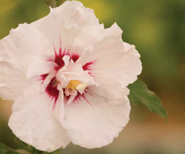 Hibiscus syriacus First Editions® Bali™, Rose of Sharon First Editions® Bali™, Shrub Althea First Editions® Bali™, Flowering Shrub, White flowers, White Hibiscus