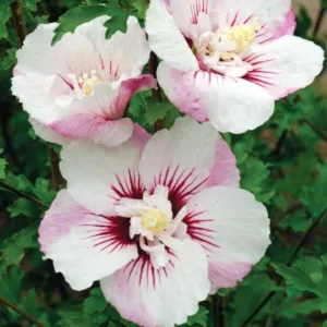 Hibiscus syriacus First Editions® Fiji™, Rose of Sharon First Editions® Fiji™, Shrub Althea First Editions® Fiji™, Hibiscus syriacus 'Minspot', Hibiscus syriacus Pinky Spot, Flowering Shrub, White flowers, White Hibiscus