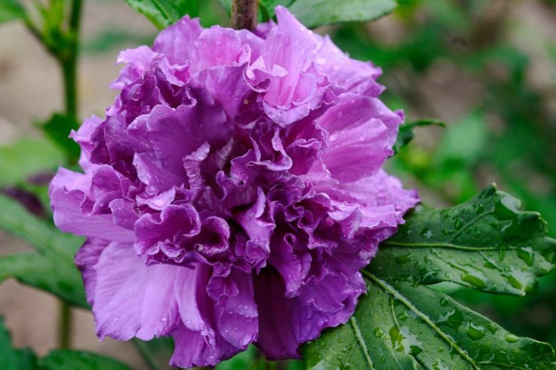Hibiscus syriacus First Editions® French Cabaret™ Purple, Rose of Sharon First Editions® French Cabaret™ Purple, Shrub Althea First Editions® French Cabaret™ Purple, Flowering Shrub, Purple flowers, Purple Hibiscus