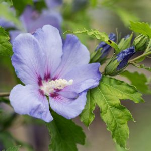 Hibiscus syriacus First Editions® Hawaii™, Rose of Sharon First Editions® Hawaii™, Shrub Althea First Editions® Hawaii™, Flowering Shrub, Blue flowers, Blue Hibiscus