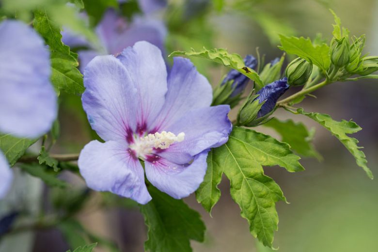 Hibiscus syriacus First Editions® Hawaii™, Rose of Sharon First Editions® Hawaii™, Shrub Althea First Editions® Hawaii™, Flowering Shrub, Blue flowers, Blue Hibiscus