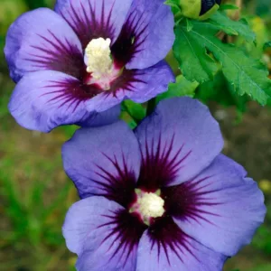Hibiscus syriacus Ultramarine, Rose of Sharon Ultramarine, Shrub Althea Ultramarine, Flowering Shrub, Blue flowers, Blue Hibiscus