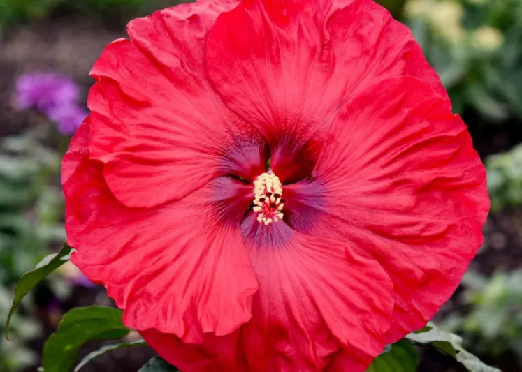 Hibiscus 'Valentine's Crush', Rose Mallow 'Valentine's Crush', Shrub Althea 'Valentine's Crush', Summerific Collection, Flowering Shrub, Red flowers, Red Hibiscus