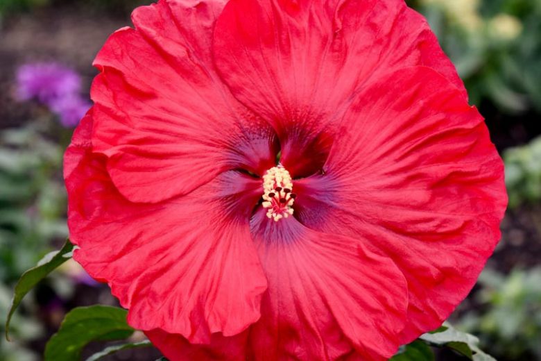 Hibiscus 'Valentine's Crush', Rose Mallow 'Valentine's Crush', Shrub Althea 'Valentine's Crush', Summerific Collection, Flowering Shrub, Red flowers, Red Hibiscus