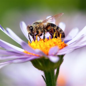 Honeybee, Honeybees, Honey Bee, Honey Bees, Apis mellifera, Beneficial Insect