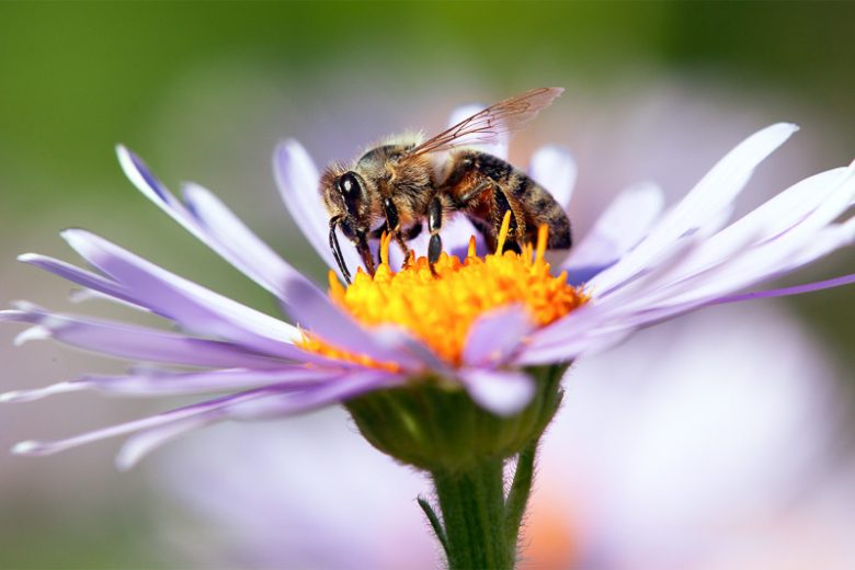 Honeybee, Honeybees, Honey Bee, Honey Bees, Apis mellifera, Beneficial Insect
