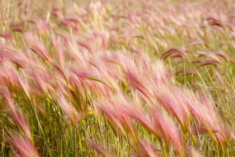 Hordeum Jubatum, Foxtail Barley, Fox Squirrel Tail, Wild Barley, Ornamental Grass, Ornamental Grasses, Grasses, decorative Grasses, Perennial Grasses