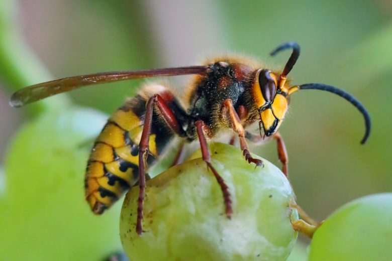 Hornet, Hornets, Vespidae, Beneficial Insect