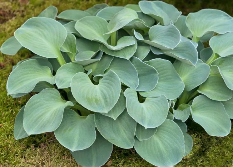 Hosta Blue Mouse Ears, Plantain Lily 'Blue Mouse Ears', 'Blue Mouse Ears' Hosta, Blue Hosta, Shade perennials, Plants for shade