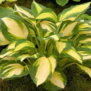 Hosta Color Festival, Variegated Plantain lily, Plantain Lily 'Color Festival', Shade perennials, Plants for shade