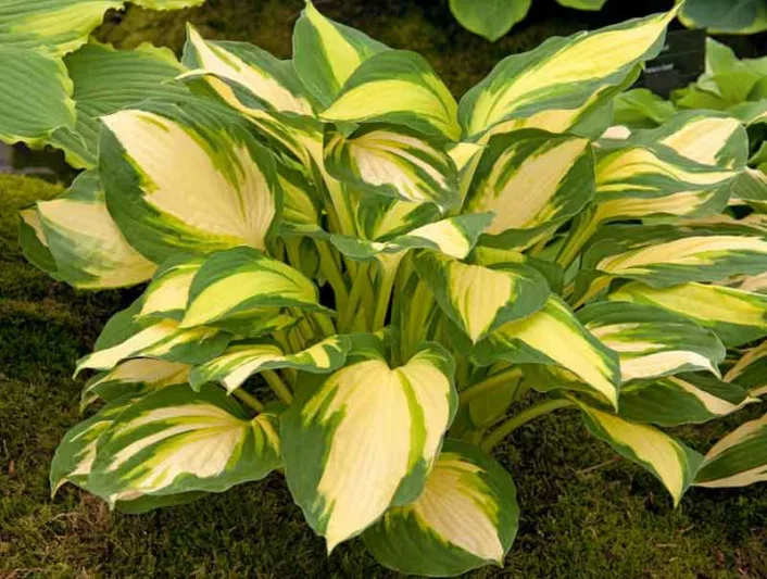 Hosta Color Festival, Variegated Plantain lily, Plantain Lily 'Color Festival', Shade perennials, Plants for shade