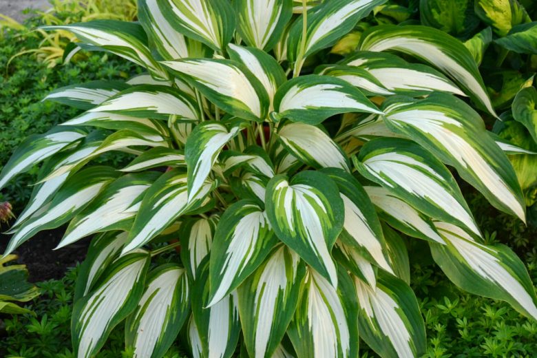 Hosta Cool as a Cucumber, Variegated Plantain lily, Plantain Lily 'Cool as a Cucumber', Shade perennials, Plants for shade