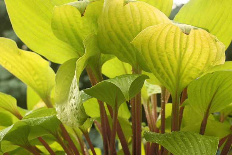 Hosta Designer Genes, Gold Plantain lily, Plantain Lily 'Designer Genes', Shade perennials, Plants for shade, Yellow Hosta