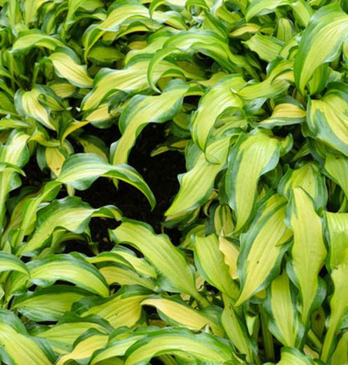 Hosta First Mate, Variegated Plantain lily, Plantain Lily 'First Mate', Shade perennials, Plants for shade
