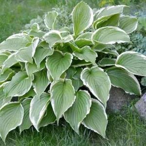 Hosta 'Francee' (fortunei),  Plantain Lily 'Francee', 'Francee' Hosta, Hosta 'Francee', Shade perennials, Plants for shade