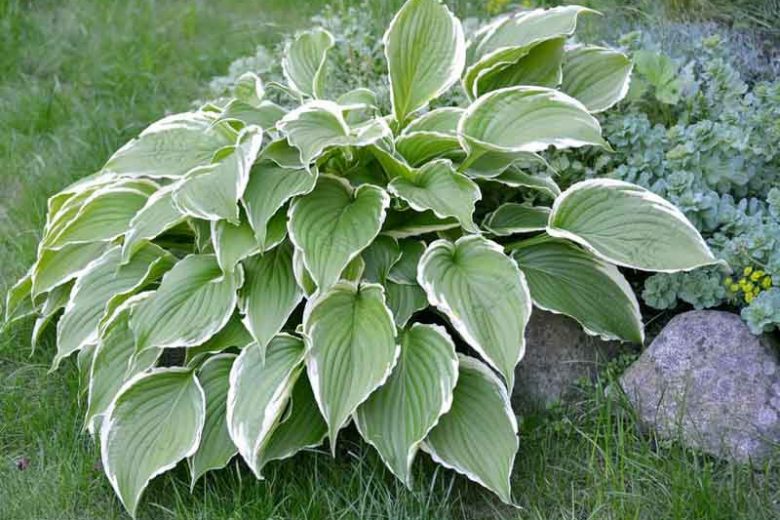 Hosta 'Francee' (fortunei),  Plantain Lily 'Francee', 'Francee' Hosta, Hosta 'Francee', Shade perennials, Plants for shade