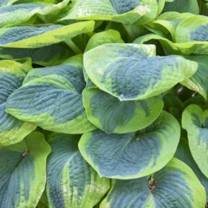 Hosta Frances Williams, Variegated Plantain lily, Plantain Lily 'Frances Williams', Shade perennials, Plants for shade