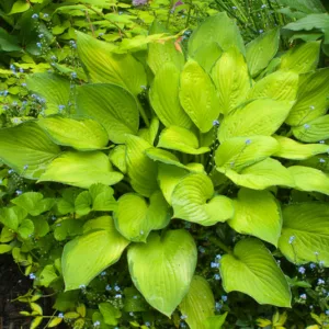 Hosta Gold Standard, Plantain Lily 'Gold Standard', 'Gold Standard' Hosta, Plantain Lily 'Gold Standard', Shade perennials, Plants for shade