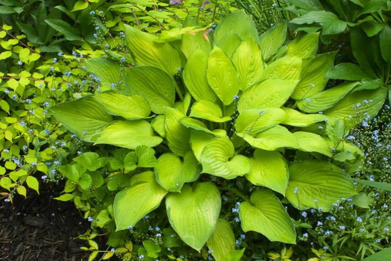 Hosta Gold Standard, Plantain Lily 'Gold Standard', 'Gold Standard' Hosta, Plantain Lily 'Gold Standard', Shade perennials, Plants for shade